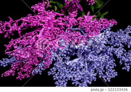 Vibrant Pink and Blue Flower Cluster on black background 122133436