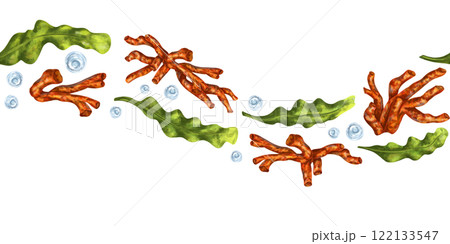 Tropical plant green algae, sea coral. Underwater ocean world, exotic travel, wildlife. Seamless border, isolated illustration, hand-drawn on white background. Exploring botanical marine world 122133547