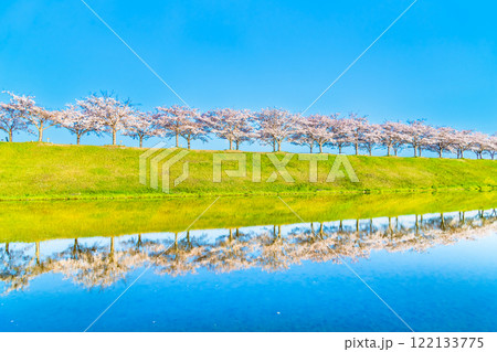 兵庫 おの桜づつみ回廊　水田に映える逆さ桜 122133775