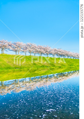 兵庫 おの桜づつみ回廊　水田に映える逆さ桜 122133776