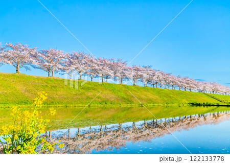 兵庫 おの桜づつみ回廊 水田に映える逆さ桜 兵庫 おの桜づつみ回廊 水田に映える逆さ桜 122133778