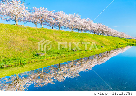 兵庫 おの桜づつみ回廊　水田に映える逆さ桜 122133783