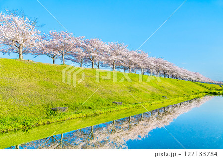 兵庫 おの桜づつみ回廊　水田に映える逆さ桜 122133784