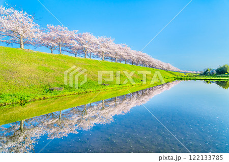 兵庫 おの桜づつみ回廊 水田に映える逆さ桜 兵庫 おの桜づつみ回廊 水田に映える逆さ桜 122133785