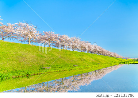 兵庫 おの桜づつみ回廊　水田に映える逆さ桜 122133786