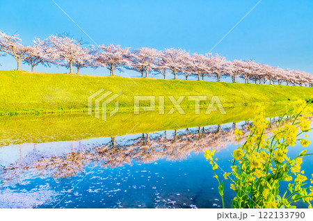 兵庫 おの桜づつみ回廊 水田に映える逆さ桜 兵庫 おの桜づつみ回廊 水田に映える逆さ桜 122133790