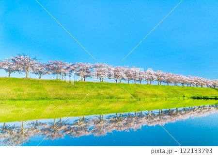 兵庫 おの桜づつみ回廊 水田に映える逆さ桜 兵庫 おの桜づつみ回廊 水田に映える逆さ桜 122133793