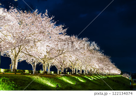 兵庫 おの桜づつみ回廊 ライトアップ 兵庫 おの桜づつみ回廊 ライトアップ 122134074