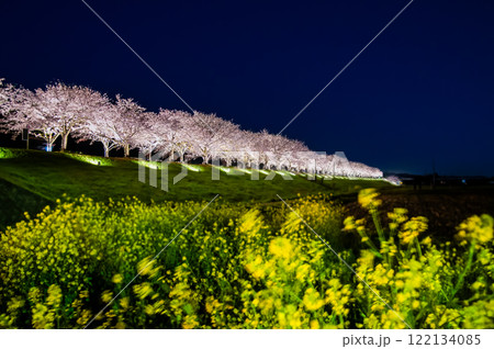 兵庫 おの桜づつみ回廊 ライトアップ 兵庫 おの桜づつみ回廊 ライトアップ 122134085
