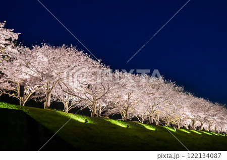 兵庫 おの桜づつみ回廊 ライトアップ 兵庫 おの桜づつみ回廊 ライトアップ 122134087
