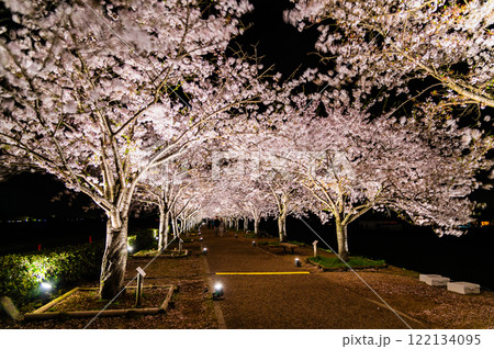兵庫 おの桜づつみ回廊 ライトアップ 兵庫 おの桜づつみ回廊 ライトアップ 122134095
