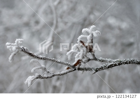 Winter landscape. Frost on branches. Beautiful winter seasonal natural background. Winter landscape. Frost on branches. Beautiful winter seasonal natural background. 122134127
