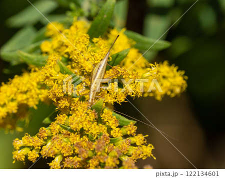 カンタン カンタン 122134601