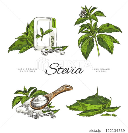 Stevia set. Sketch style. Stevia set. Sketch style. 122134889