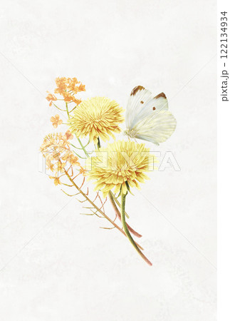 挿絵に使えるたんぽぽと菜の花とモンシロチョウをあわせた春のイラスト 122134934