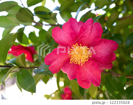 サザンカの花 サザンカの花 122135028