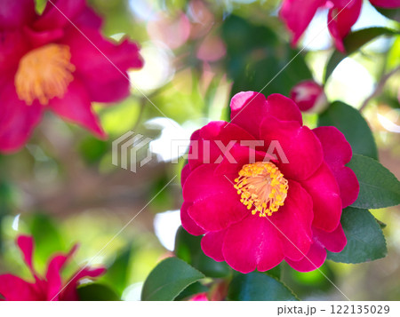 サザンカの花 サザンカの花 122135029
