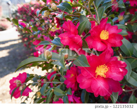 サザンカの花 122135032