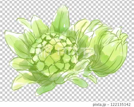 Realistic butterbur watercolor illustration 122135142