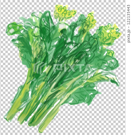 新鮮ななばなのリアルな水彩イラスト 122135443