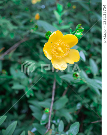 キンシバイ 122135754