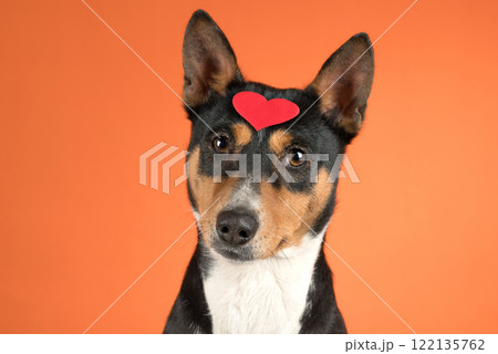 The concept of Valentines Day. Funny portrait of cute basenji dog with red heart on nose, highlighted on colored background. The concept of Valentines Day. Funny portrait of cute basenji dog with red heart on nose, highlighted on colored background. 122135762