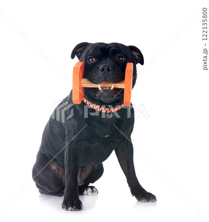 staffordshire bull terrier staffordshire bull terrier 122135800