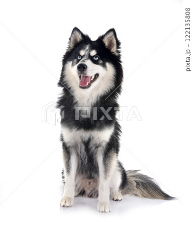 Pomsky in studio 122135808