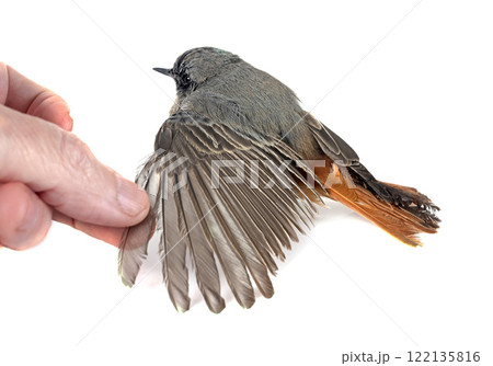 Black redstart in studio 122135816