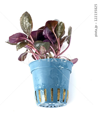 Lobelia cardinalis in studio 122135825