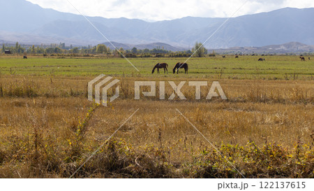 horse walking on the horizontal line in the savannah at Central Asia, kyrgyzstan, surrounded by tien shan mountain range horse walking on the horizontal line in the savannah at Central Asia, kyrgyzstan, surrounded by tien shan mountain range 122137615