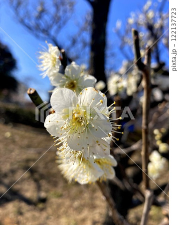 晴天に映える梅の花 晴天に映える梅の花 122137723