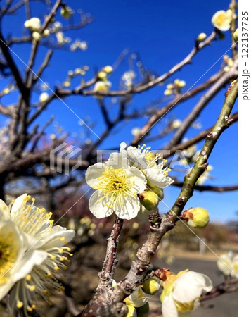 晴天に映える梅の花 122137725