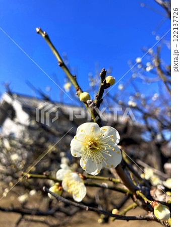 晴天に映える梅の花 晴天に映える梅の花 122137726