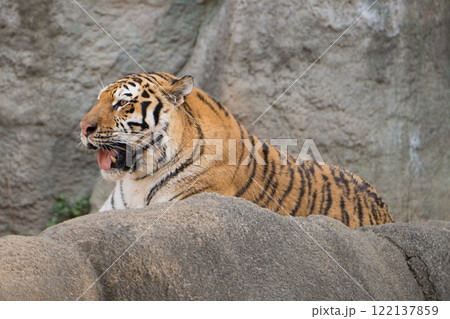 座るアムールトラ 122137859