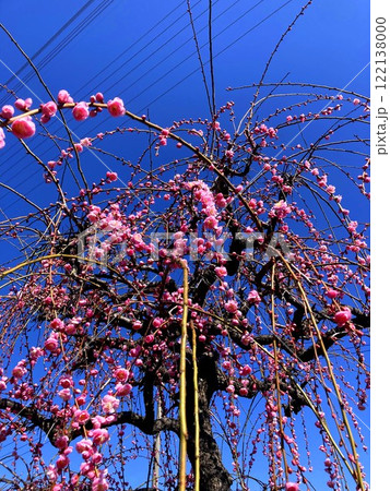 見応えのある枝垂れ梅 122138000