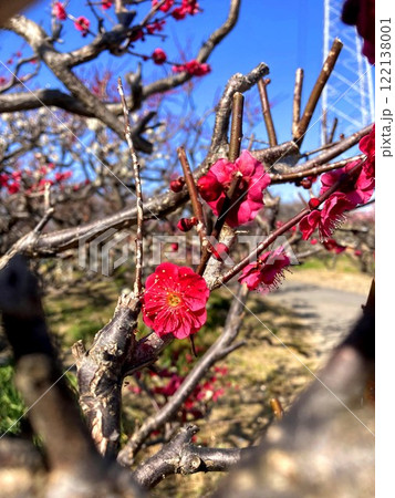 晴天に映える鮮やかな梅の花 122138001