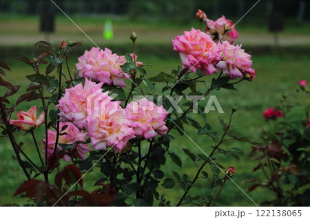 荒尾市 おもやい市民花壇 バラの花、 荒尾市 おもやい市民花壇 バラの花、 122138065