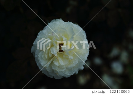 荒尾市　おもやい市民花壇　バラの花、 122138066