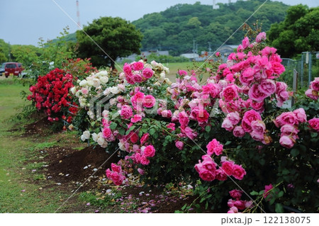 荒尾市　おもやい市民花壇　バラの花、 122138075