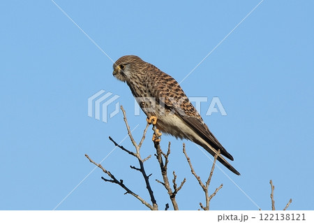 チョウゲンボウ 122138121