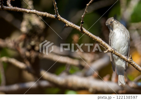 枝にとまるコサメビタキ・コピースペース 122138597