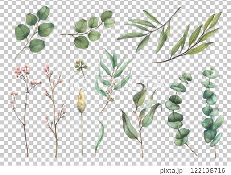 Watercolor eucalyptus greenery and flowers set. Hand drawn realistic baby, seeded and silver dollar eucalyptus branch and pink buds for wedding, greeting card isolated illustration from background  122138716