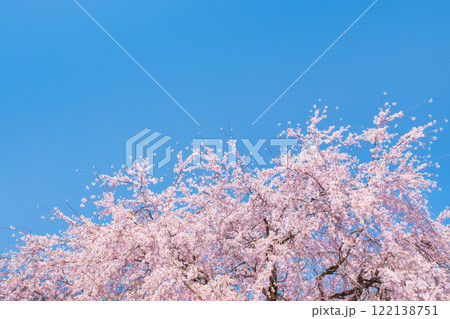 桜と青空 122138751