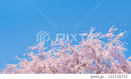桜と青空 桜と青空 122138752