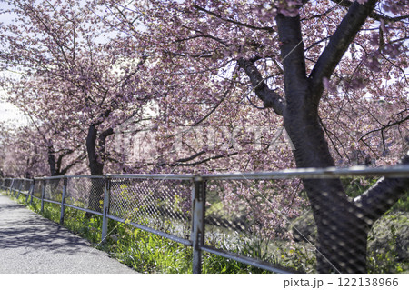 河津桜と菜の花のある風景 河津桜と菜の花のある風景 122138966