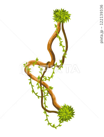 Liana branch. Twisted wild jungle vine plants. Woody natural tropical rainforest, exotic botany element. Vector design element 122139336