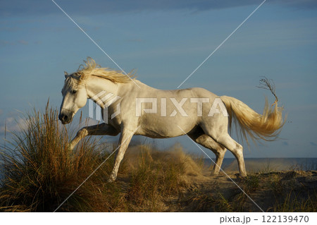 疾走する白馬 疾走する白馬 122139470
