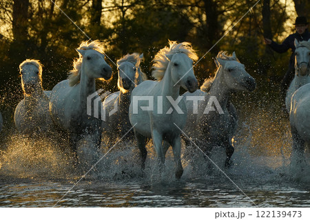 疾走する白馬 122139473
