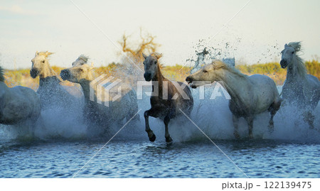 疾走する白馬 122139475